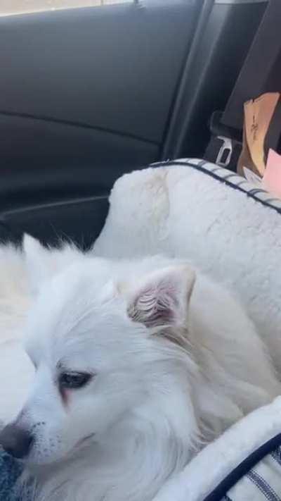 Post anesthesia attempt to catch a fly.