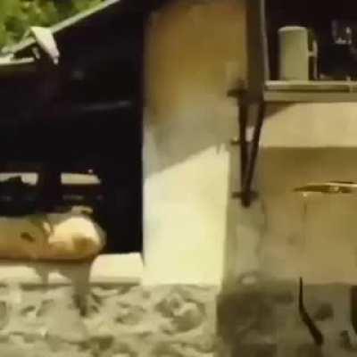 Most badass Chad you'll ever meet