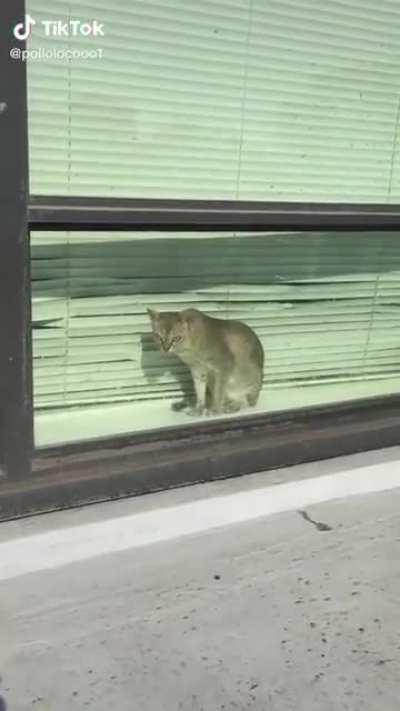I don’t know if I feel worse for the blinds or the cat