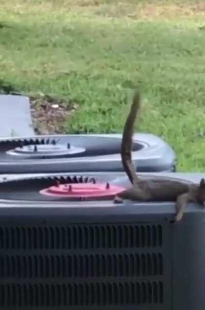 The B-52 Bomber, furry edition