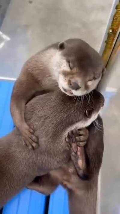When you hug your significant otter after a long day