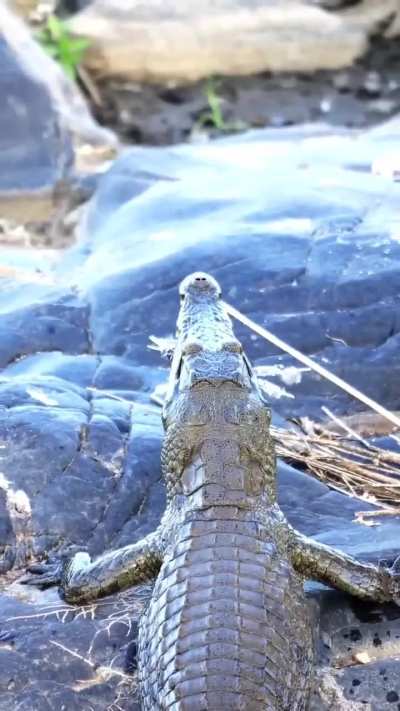 🔥 Giant Kingfisher lucky to escape, but loses its tail feathers to a Nile Crocodile