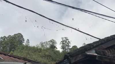 Spiders taking over a small village in Kintamani, Bali