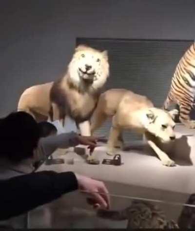 This Lion has seen some serious s***
