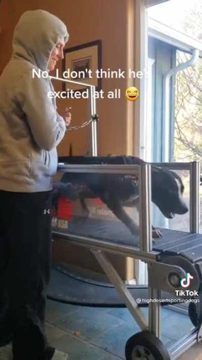 He Just Wants To Run (highdesertsportingdogs OC)