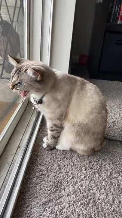 Just a kitty screaming at her bird friends