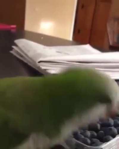 You Stupid Little Piece of Plastic