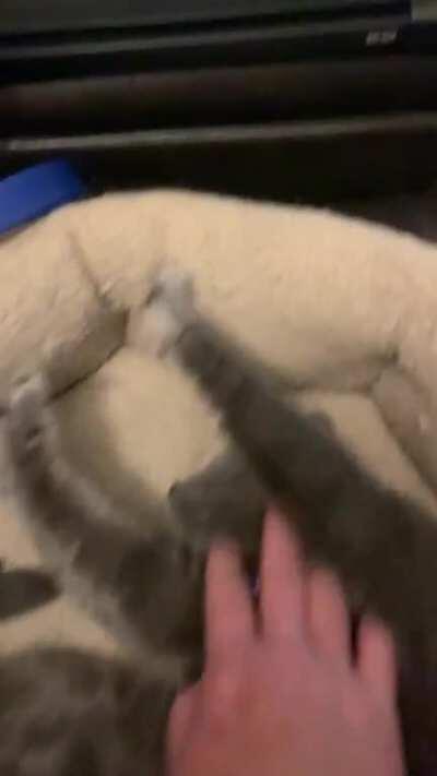 A little “wake-up” trill, curl and stretch! My Cleo is such a sweet talker, and gets lots of attention and love as she asks for it so nicely. She gives me lots of trills when it’s the daily kitty squeeze-up treat time too! Btw, apologies for my baby talk 