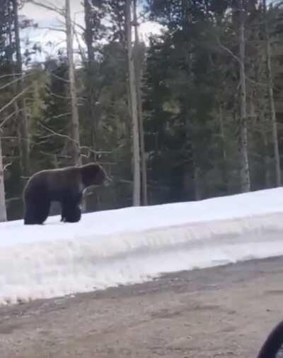 Don’t even look at her cubs