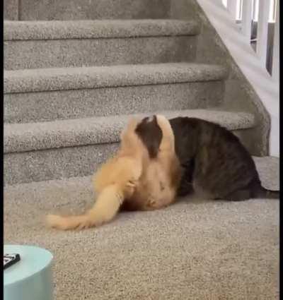 Hit cat uses his Brazilian jicaitsu to finish the target