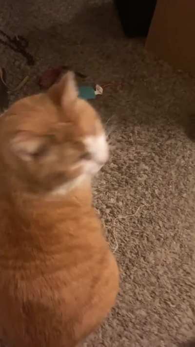 How Selena asks for pets :)