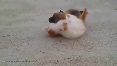 illegal kitty wrestles a puppy into a submission hold