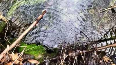 The ripples in this creek