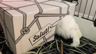 Love watching this little butt disappear into the box