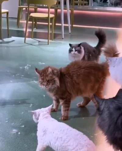 He found one braincell to save the day