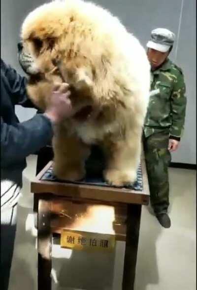 Tibetan Mastiff needs a team to brush him
