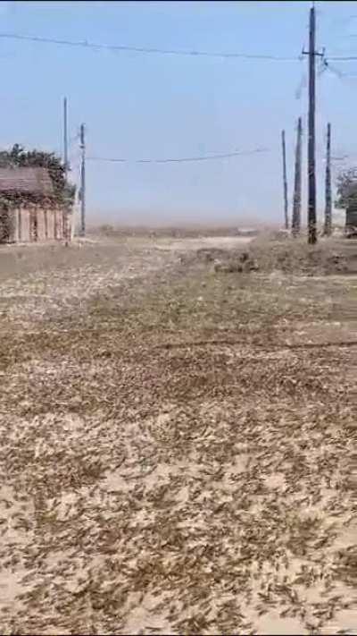 Mom, do we have any bug spray in the house?