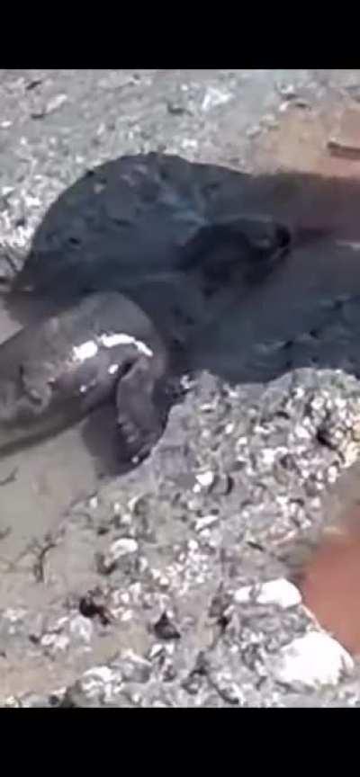 yeah pulling the sea lion was definitely the most effective way to help.