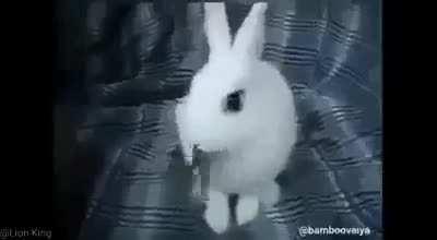 Sabog na rabbit :>