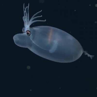 🔥 The Banded Piglet Squid