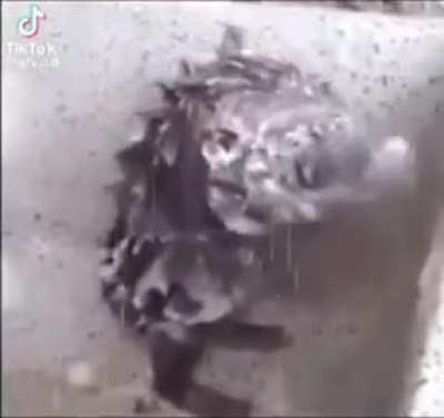 Rare footage of redditor showering.