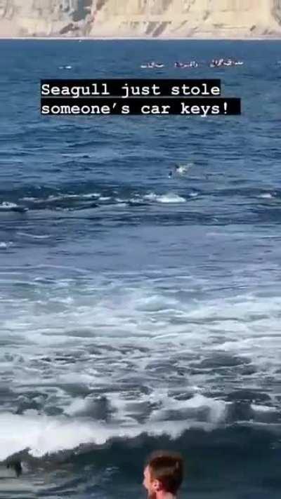 A seagull stole someone’s keys and flew away.