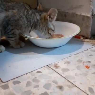 Noisy Eater (sound on)