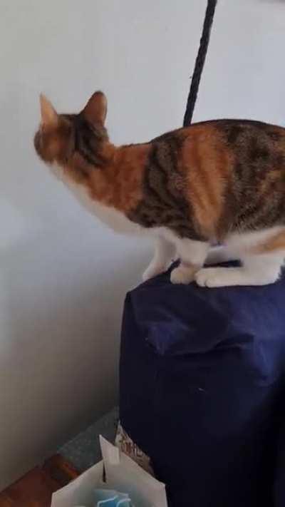 I don't know what she's even trying to achieve