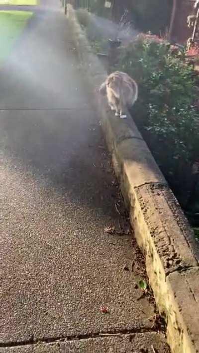 Notmycat walking me to the bus stop