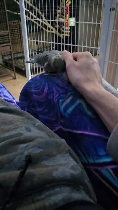 Rainy day lounging and scratches