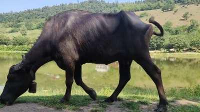 some people just missing the bell, no difference at all