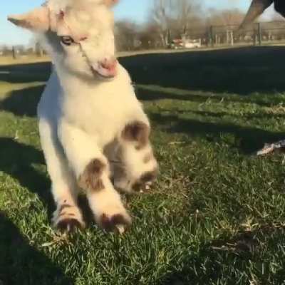 I think baby goats are so cute