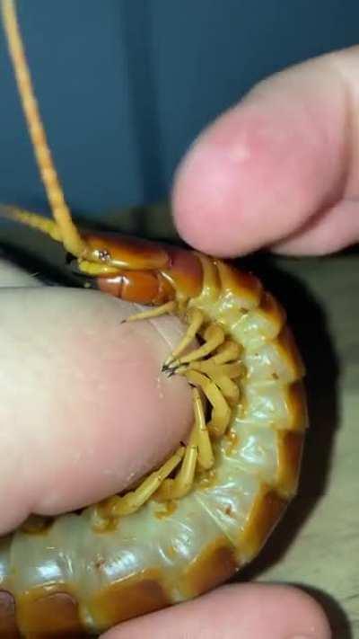 Centipedes do like pets!