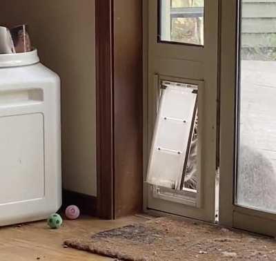 How do (cat) doors work again?