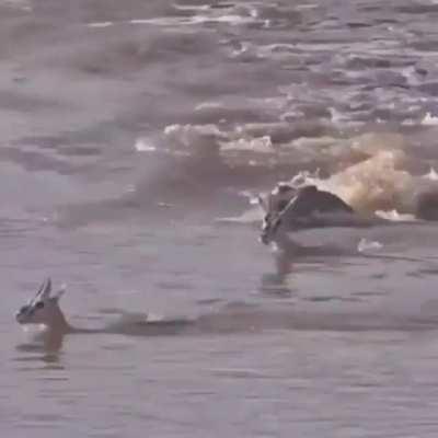The terrifying wake of this crocodile