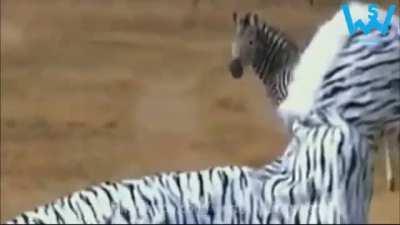 Going on a safari in a zebra suit