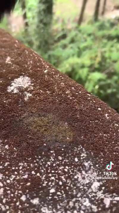 Dry moss absorbs water in an instant