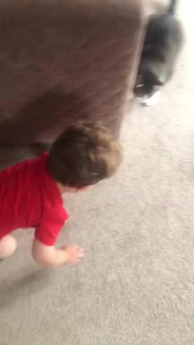 Bought the cat a laser pointer...