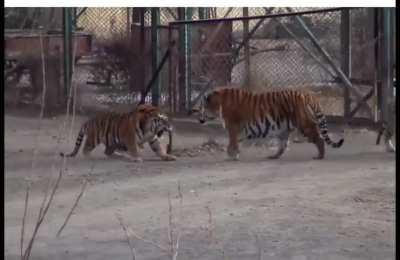 Siberian Tiger making Bengal Tigers look like cub’s.