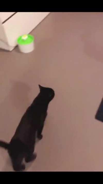 Cat sitting has converted me into a cat person