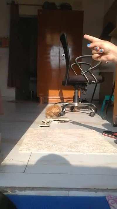 Meet my floofy neighbour! AlexJr