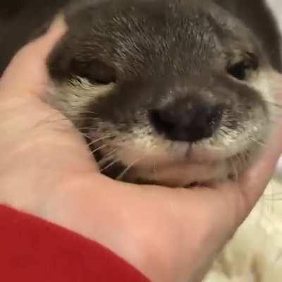 River dogs want pets too!