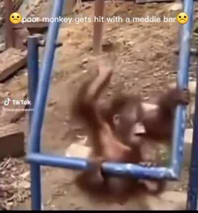 video of monke hitting his head