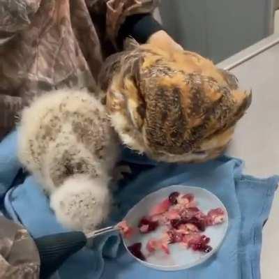 Feeding an Orphaned Owl