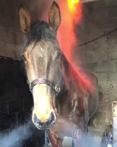 Shadowfax, Vaporhorse of the Fens