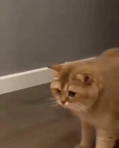 LaDY FoRCe FeEdS A CaT TilL It FuCkInG DiEs oF HeArT ReLaTeD IsSuEs