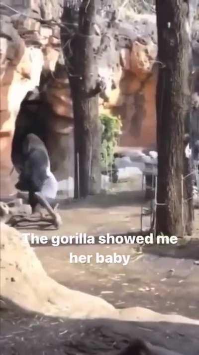 Cute video (No meme)