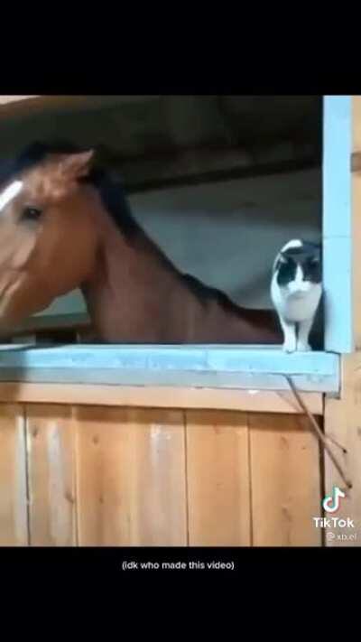 Such a nice horse and cat