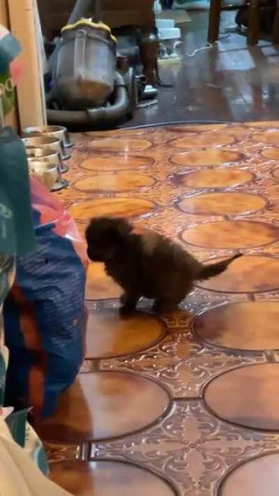 this little one learned how to run today