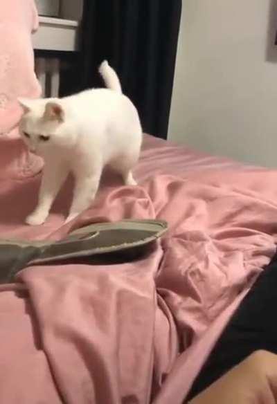 He's cared of the thing